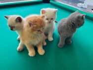 Britisch Kurzhaar Kitten - Bielefeld Ubbedissen