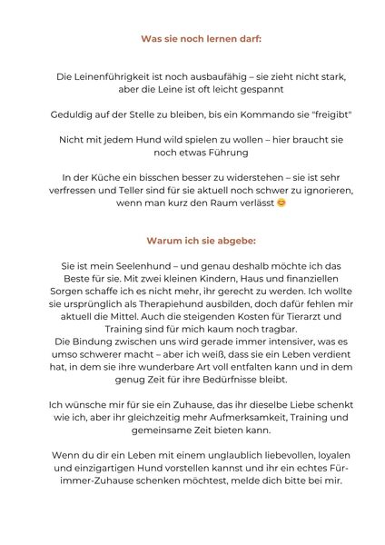 Altdeutscher Schäferhund Hündin DDR Linie - Oberkrämer