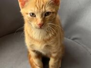 Kitten (männlich) sucht liebevolles Zuhause 🐾 – schweren Herzens abzugeben - Regensburg