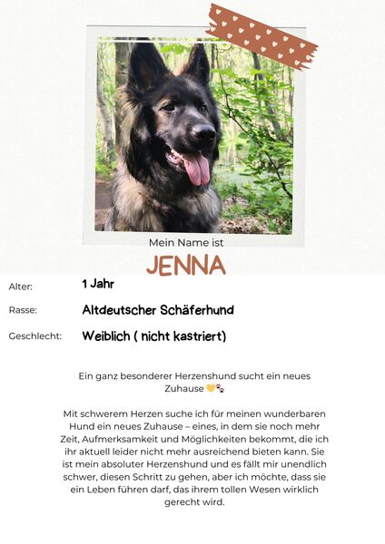 Altdeutscher Schäferhund Hündin DDR Linie - Oberkrämer