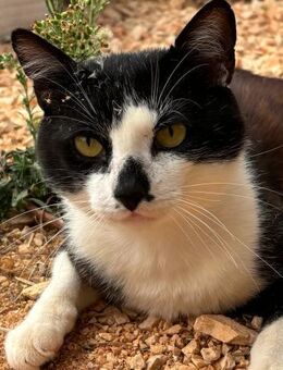 Gatsby sucht ein Zuhause! - Althütte