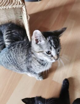 Katzenkitten - Kappeln (Schleswig-Holstein)