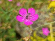 Heide- Nelke (Dianthus deltoides) - Horgenzell