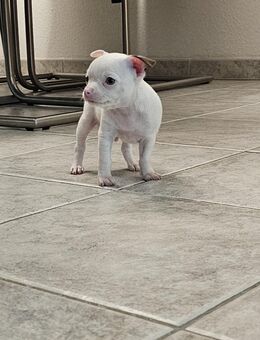 Chihuahua - Bad Säckingen
