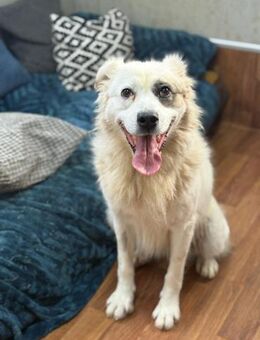 Diva - ein Herz auf vier Pfoten - Gerlingen