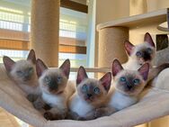 Thai-Siam Kitten (traditioneller Typ) - Greiz