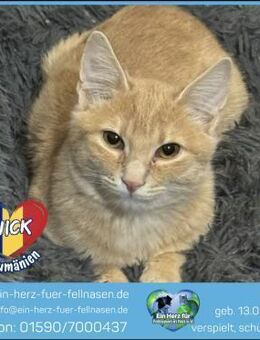 Nick sucht ein liebevolles Zuhause! - Waakirchen
