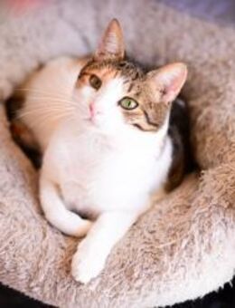 Lily aus dem Tierschutz - Grevenbroich