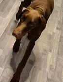 Dobermann 7 Monate in 27804
