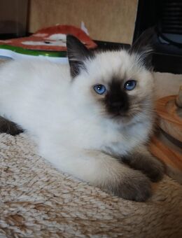 Wunderschöne birma Siam Mix Babys - Grefrath (Sport- und Freizeitgemeinde)