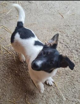 Verspielte, kleine Coco sucht Familie - Leonberg (Baden-Württemberg)
