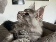 Maine Coon Kitten - Bremen