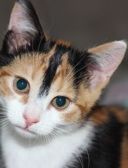 Kätzchen, Kitten, Babykatze - Straubing
