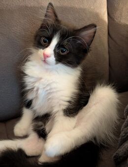 Süße verschmuste Maus sucht noch eine liebe Familie - Oberschneiding