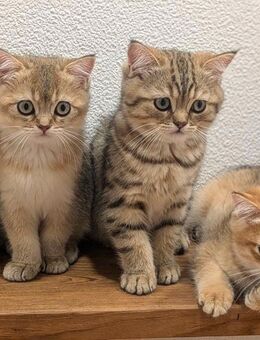 BKH Kitten suchen neues Zuhause ab Ende August - Wuppertal