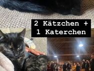 Kätzchen und Katerchen - Hartmannsdorf-Reichenau