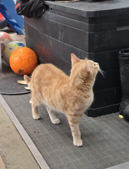 Bengal Mix Kater - Schweitenkirchen