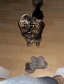 Deckrüde Yorkshire Terrier in 42277