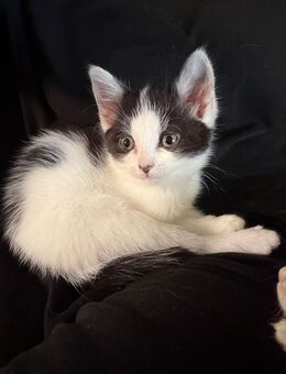 Maincoon mix Kätzchen sucht eine liebe Familie - Beilrode