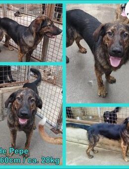 Pepe junger Schäferhund Mischling Rüde - Margetshöchheim