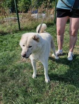 Zuzu möchte noch einmal glücklich werden - Nordwalde