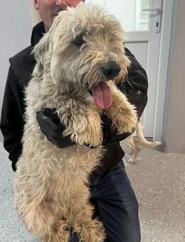 BINGO - freundlicher Rüde - Schlitz