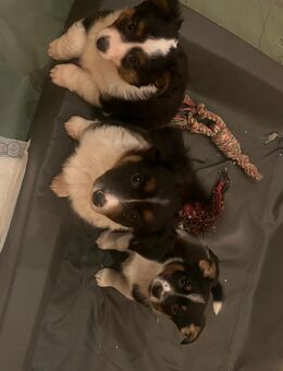 Zwei Mini Aussie Welpen suchen Traumzuhause🥰 - Uetze