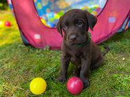 Reinrassige Labrador Welpen aus der Arbeitslinie. - Waldeck (Hessen)