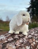 Minilop Kastrat Rammler Zwergwidder in 90542