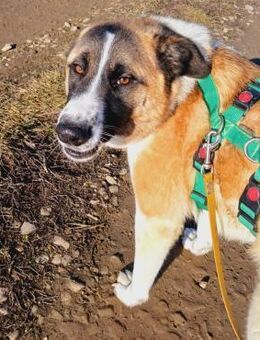 💖Liebes Hundemädchen Maria💖 - Eislingen (Fils)