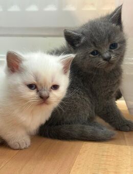 Wunderschöne Britisch Kurzhaar Kitten - Abgabe ab Anfang Juli - Wunstorf Zentrum