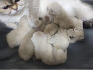BKH Kitten Golden Point - Burscheid