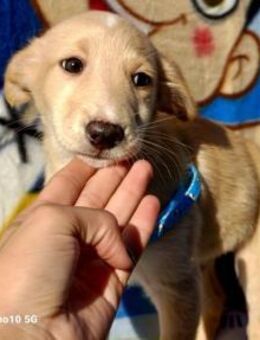 BARNEY 🩵 kleiner Sonnenschein sucht - Fahrenzhausen