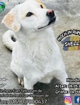 SHELLY-ein fröhliches,aufgewecktes Mädel - Waakirchen