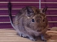 2 Degu Mädels in liebevolle Hände abzugeben - Babenhausen (Hessen)