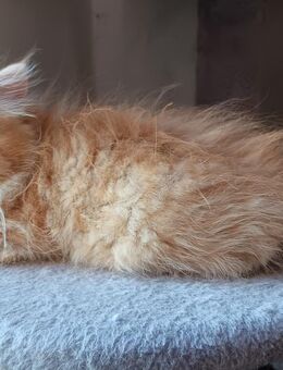 Perser Kitten abzugeben! - Waltershausen