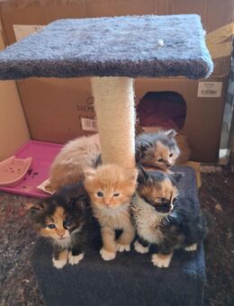 Maine Coon Mix Kitten - Kerpen (Kolpingstadt)