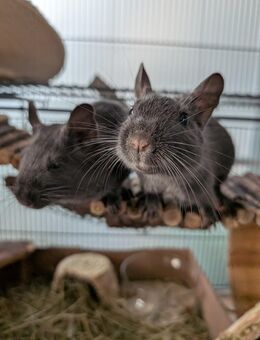 3 Degu Mädchen 3 Monate alt - Berlin Treptow-Köpenick