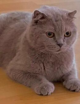 BKH Katze Nala 1 Jahr und 4 Monate alt - Gelsenkirchen Erle