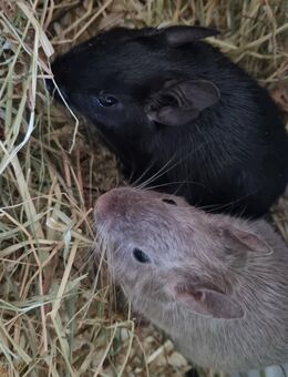 Degu Jungs drei Monate - Hamburg