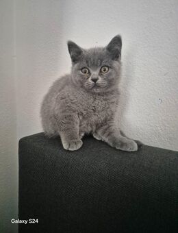 British kurzhaar kitten - Plattling