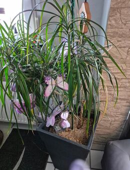 Palme mit Übertopf - Lünen
