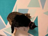 Katzen in gute hände abzugeben - Frankfurt (Main) Bornheim