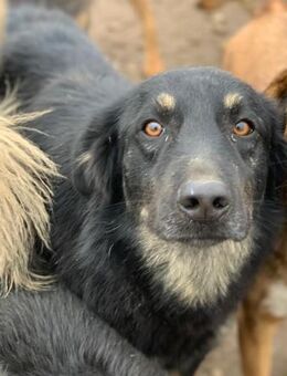 Zauberhafter Filip sucht sein Glück - Celle