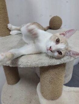 Kleiner Schmusekater HUGO sucht ♥️ - München