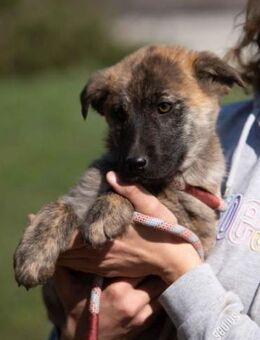 Aglaranna von kettenlos - Bollingstedt