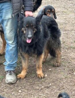 Hanni - Video - - Frankfurt (Main)