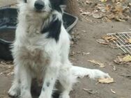 Gino; auf der Jagd nach dem Bettchen - Geilenkirchen