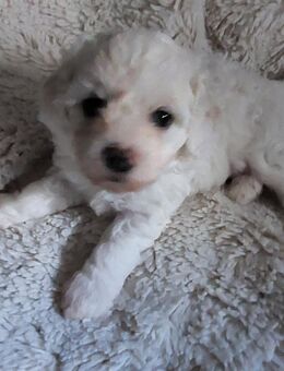 Bichon Frise reinrassig Hundewelpen Allergiker geeignet - Oberhausen
