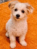 Malteser x bichon hündin in 34519